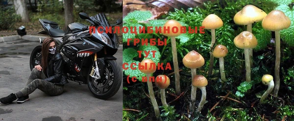 сатива Гусиноозёрск